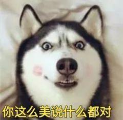 要哈士奇大腚娱乐吃瓜酱,吃瓜酱带你领略萌宠界的欢乐盛宴  第1张